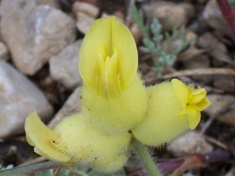 Name:  Astragalus vulnerariae.jpg
Views: 1312
Size:  19.5 KB