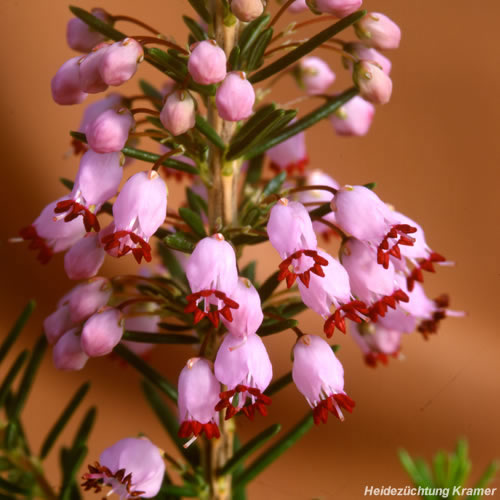 Name:  E_manipuliflora.jpg
Views: 5170
Size:  47.6 KB