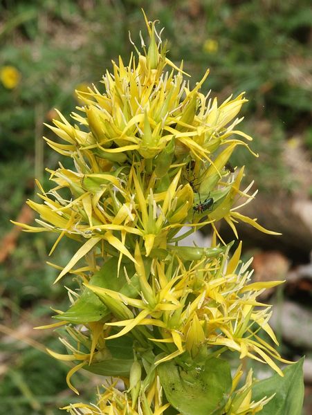 Name:  Gentiana_lutea.jpg
Views: 4345
Size:  62.4 KB