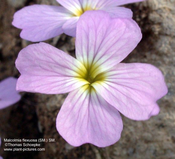 Name:  Malcolmia flexuosa.jpg
Views: 1133
Size:  49.6 KB