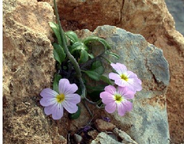 Name:  Malcolmia flexuosa 2.jpg
Views: 1316
Size:  48.5 KB