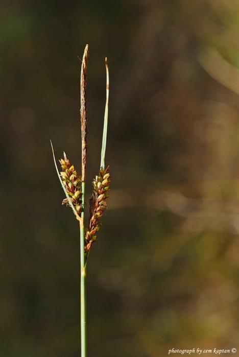 Name:  Carex_Distans.jpg
Views: 5728
Size:  20.0 KB