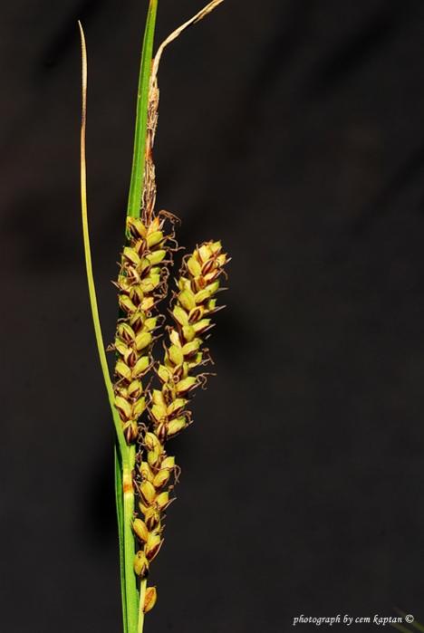 Name:  Carex_Riparia (3).jpg
Views: 4151
Size:  25.8 KB