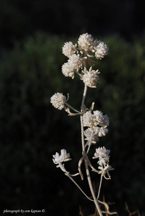 Name:  Cyperus_Glaber (1).jpg
Views: 4113
Size:  27.0 KB