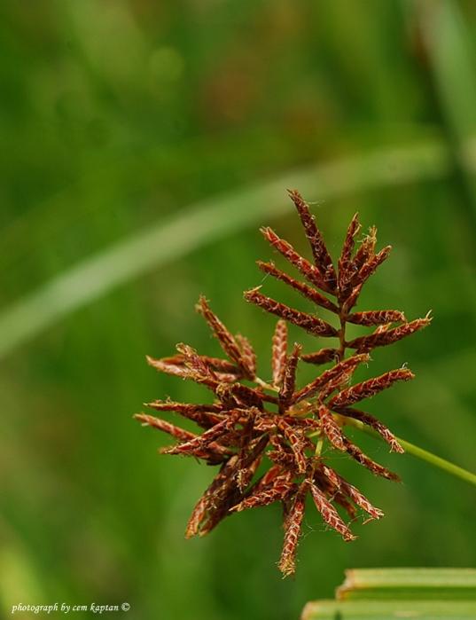 Name:  Cyperus_Longus (4).jpg
Views: 5739
Size:  35.9 KB