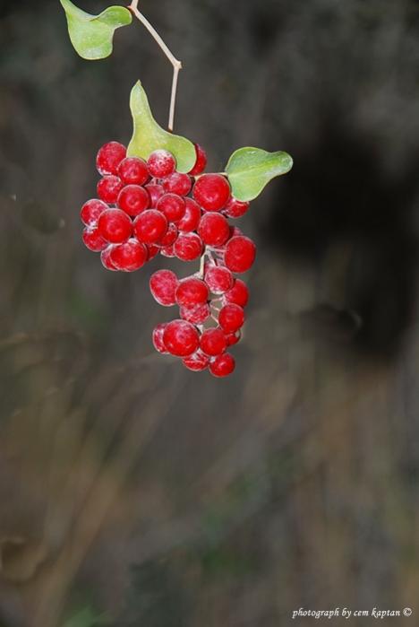 Name:  TamusCommunis.jpg
Views: 4377
Size:  25.7 KB