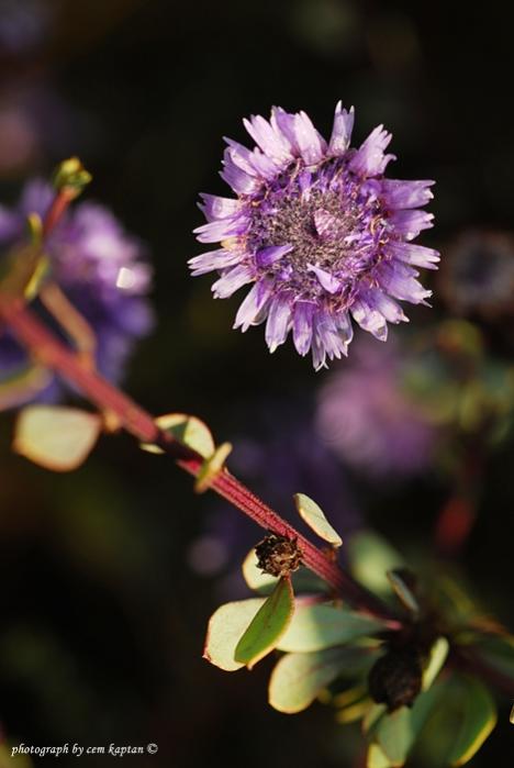 Name:  Globularia_Alypum-Kurecicegi.jpg
Views: 4660
Size:  33.4 KB