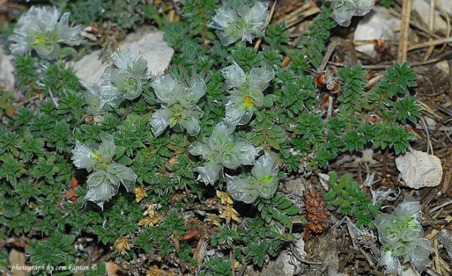 Name:  Paronychia_Anatolica-Nif-ENDEMIK (39).jpg
Views: 4728
Size:  69.9 KB