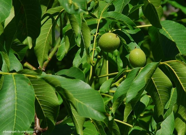 Name:  Juglans_Regia -Ceviz-Juglandaceae (1).jpg
Views: 4938
Size:  55.4 KB
