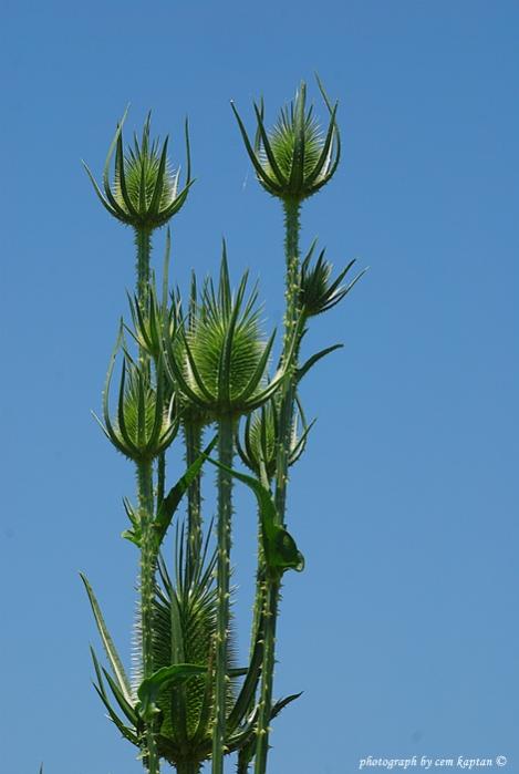 Name:  Dipsacus_Laciniatus (8).jpg
Views: 4788
Size:  32.2 KB