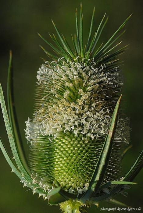 Name:  Dipsacus_Laciniatus (39).jpg
Views: 5568
Size:  58.8 KB