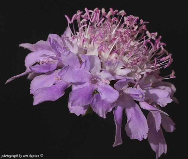 Name:  Knautia_Integrifolia-Dipsacaceae.jpg
Views: 4468
Size:  43.2 KB