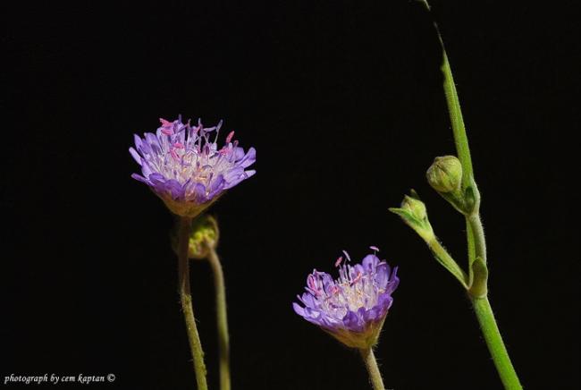Name:  Scabiosa_Sicula-Uyuz-Otu.jpg
Views: 8893
Size:  19.3 KB