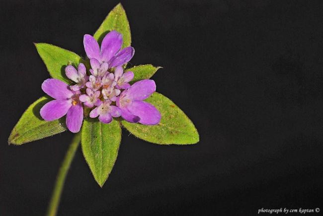 Name:  Tremastelma_Palaestinum (81).jpg
Views: 3907
Size:  28.3 KB