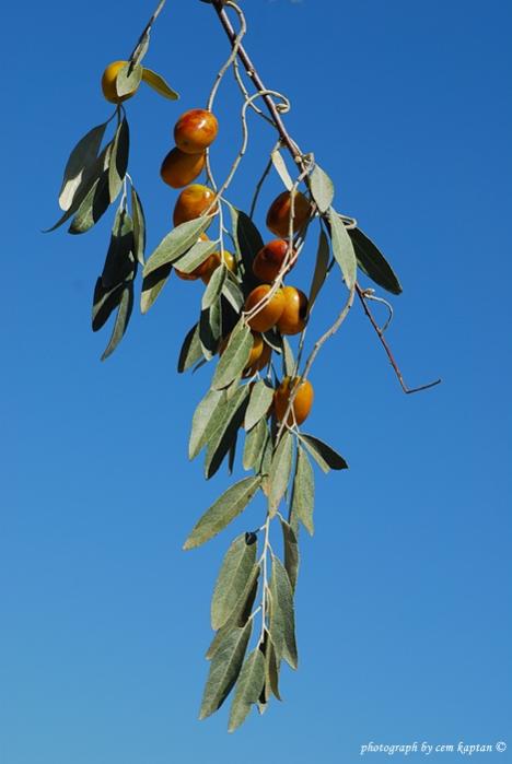 Name:  Elaeagnus_Angustifolia-Igde.jpg
Views: 4304
Size:  30.4 KB