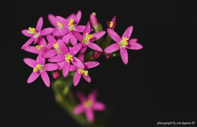Name:  Centaurium_Erythraea-Kirmizikantaronotu (23).jpg
Views: 5370
Size:  21.5 KB