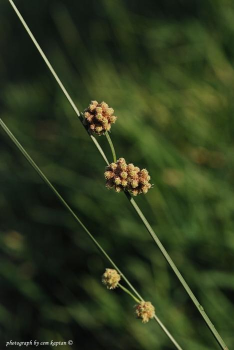Name:  Juncus_Effusus-SAZOTU-HASIROTU (5).jpg
Views: 4417
Size:  26.8 KB