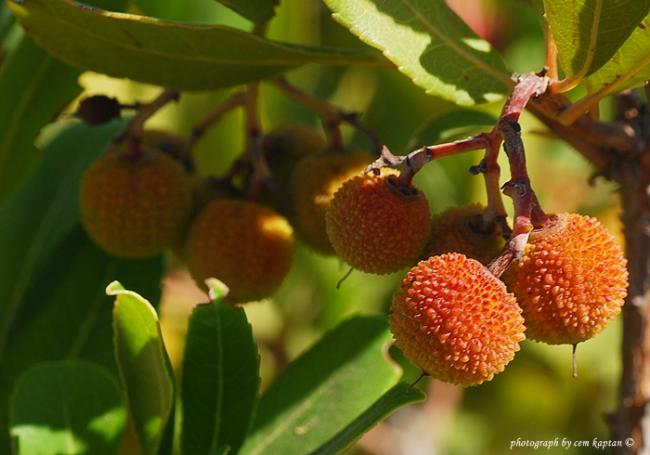 Name:  Arbutus_Unedo (7).jpg
Views: 8028
Size:  37.9 KB