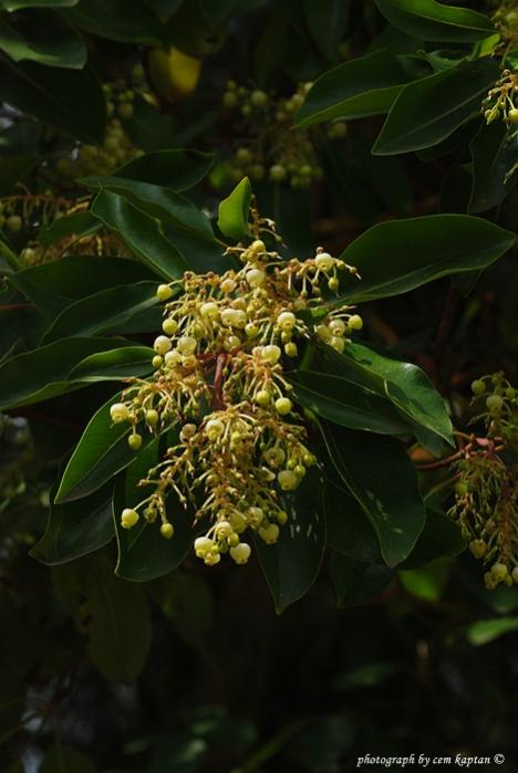 Name:  arbutus-andrachne.jpg
Views: 5669
Size:  41.7 KB