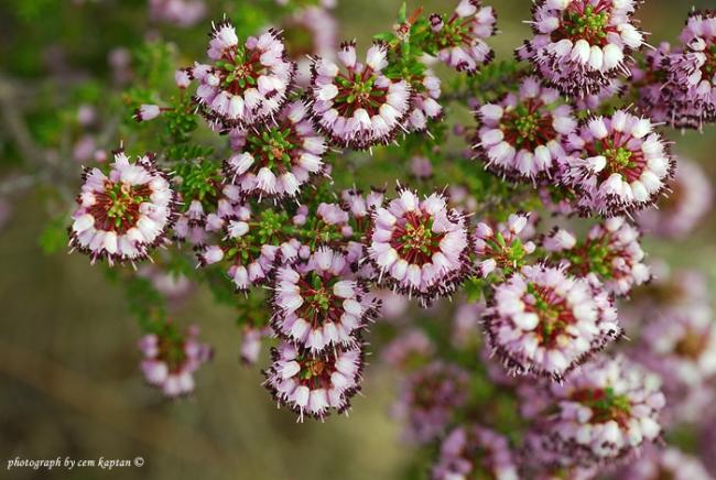 Name:  Erica_Manipuliflora_Funda-Piren-Supurgecicegi (4).jpg
Views: 10411
Size:  59.0 KB