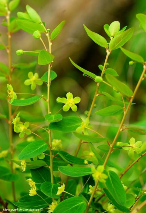 Name:  Andrachne_Telephioides-eubb (6).jpg
Views: 4583
Size:  47.7 KB
