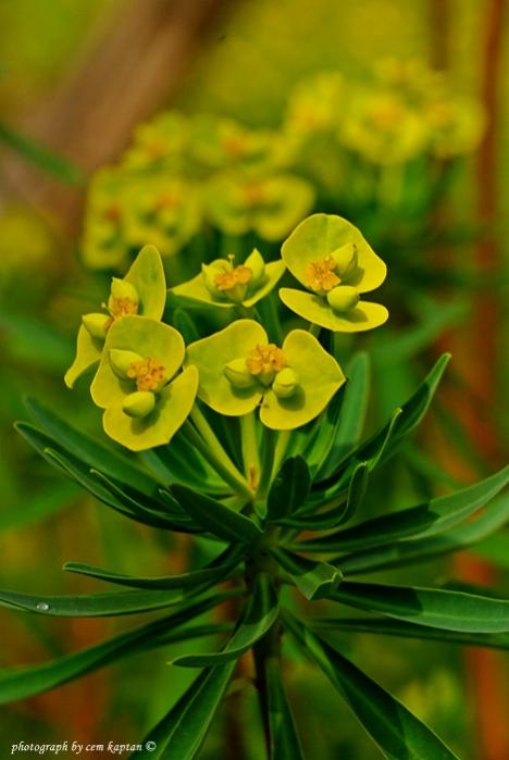 Name:  Euphorbia_dendroides.jpg
Views: 4795
Size:  37.7 KB