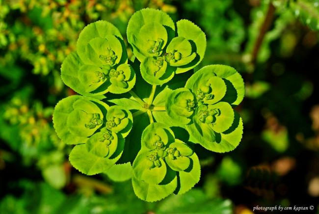 Name:  Euphorbia_Helioscopia-Sarisutlegen-Seherotu (3).jpg
Views: 10767
Size:  46.4 KB
