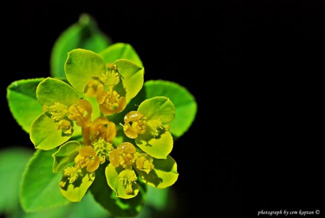 Name:  Euphorbia_Stricta-Gozotu (1).jpg
Views: 5549
Size:  25.2 KB