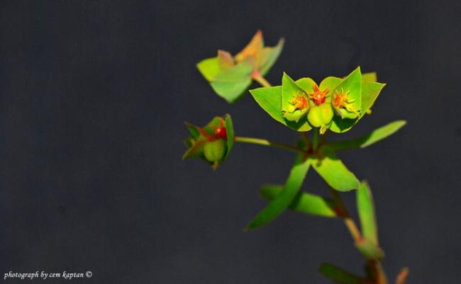 Name:  Euphorbia_Taurinensis-GUMULDUR (16).jpg
Views: 6246
Size:  16.6 KB
