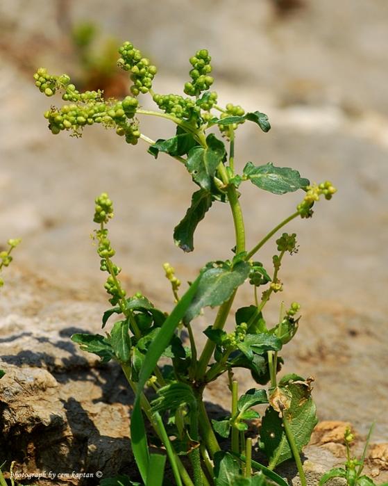 Name:  Mercurialis_Annua-Yer-Feslegeni-KEMALPASA (1).jpg
Views: 4746
Size:  59.3 KB