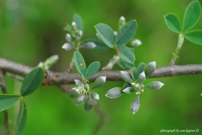 Name:  Anagyris_Foetida-Kecigevisi (7).jpg
Views: 3840
Size:  24.0 KB