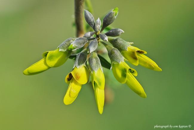 Name:  Anagyris_Foetida-Kecigevisi (12).jpg
Views: 4168
Size:  22.4 KB