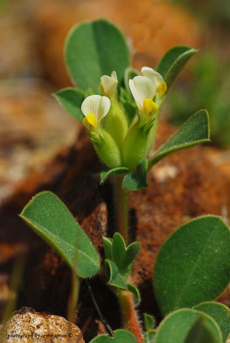 Name:  Anthyllis_Tetraphylla (11).jpg
Views: 4287
Size:  36.6 KB