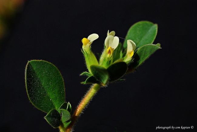 Name:  Anthyllis_Tetraphylla (14).jpg
Views: 3847
Size:  22.9 KB