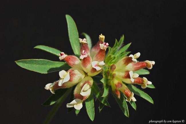 Name:  Anthyllis_Vulneraria (7).jpg
Views: 4126
Size:  25.4 KB