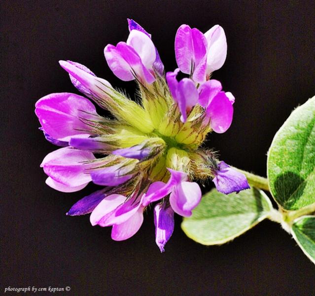 Name:  Astragalus_Lydius (6).jpg
Views: 5142
Size:  61.3 KB