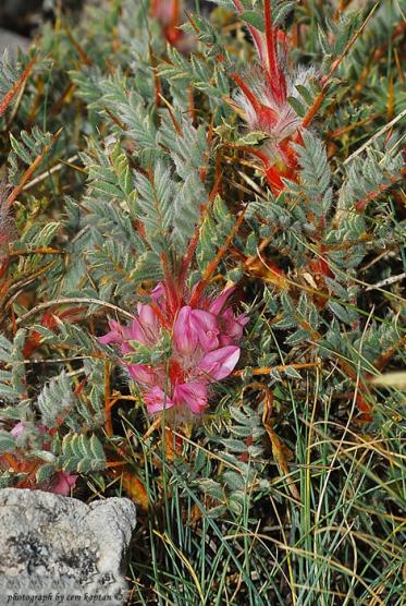 Name:  Astragalus_Tmoleus-Endemik-Nif (5).jpg
Views: 4029
Size:  68.9 KB