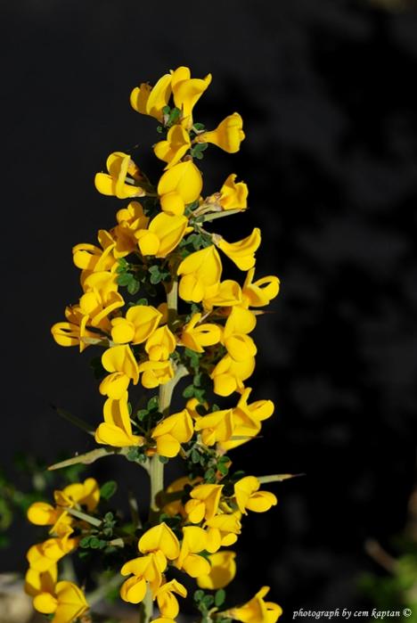 Name:  Calicotome-Villosa-Kecibogan (7).jpg
Views: 4117
Size:  38.7 KB