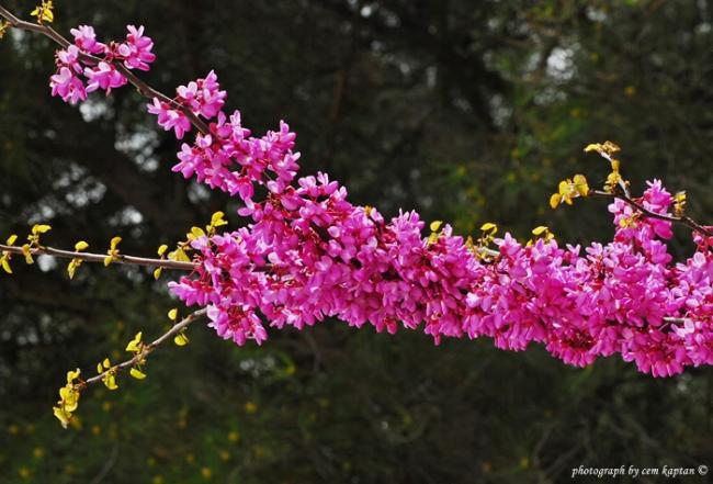 Name:  Cercis_siliquastrum (4).jpg
Views: 7913
Size:  50.2 KB