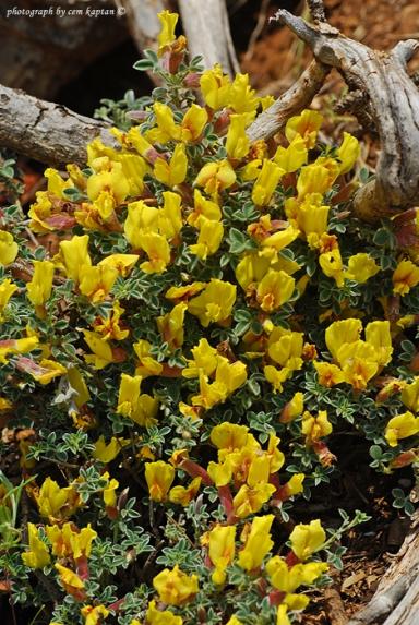 Name:  Chamaecytisus_Eriocarpus-Nif (67).jpg
Views: 4513
Size:  66.4 KB