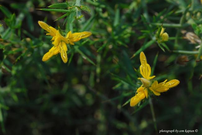 Name:  Genista_Acanthoclada (2).jpg
Views: 5661
Size:  31.9 KB