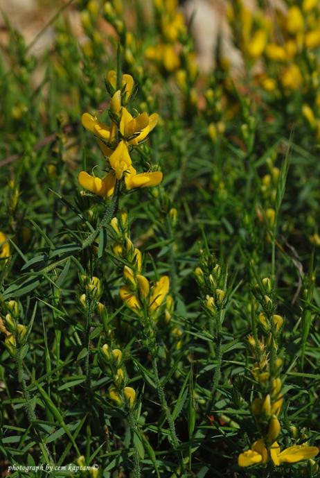 Name:  Genista_Carinalis (2).jpg
Views: 7909
Size:  61.0 KB