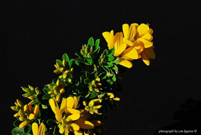 Name:  Genista_Lydia.jpg
Views: 6995
Size:  31.9 KB