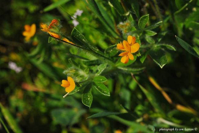 Name:  Hymenocarpus_Circinnatus (5).jpg
Views: 4011
Size:  35.8 KB