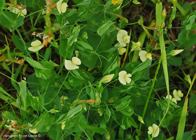 Name:  Lathyrus_Aphaca (4).jpg
Views: 6604
Size:  61.5 KB