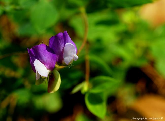 Name:  Lathyrus_Laxiflorus-NIF (4).jpg
Views: 7831
Size:  27.4 KB
