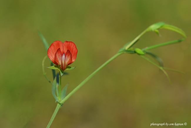Name:  Lathyrus_Setifolius-BAYRAKLI (2).jpg
Views: 5300
Size:  13.8 KB