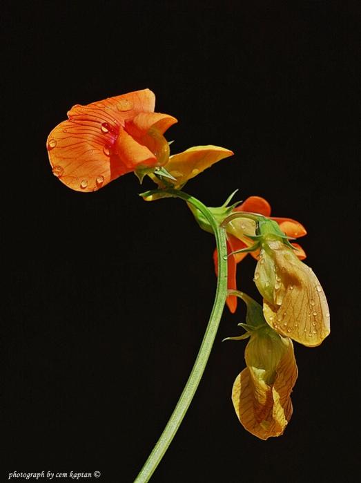 Name:  Lathyrus_Sphaericus (8).jpg
Views: 6927
Size:  28.8 KB