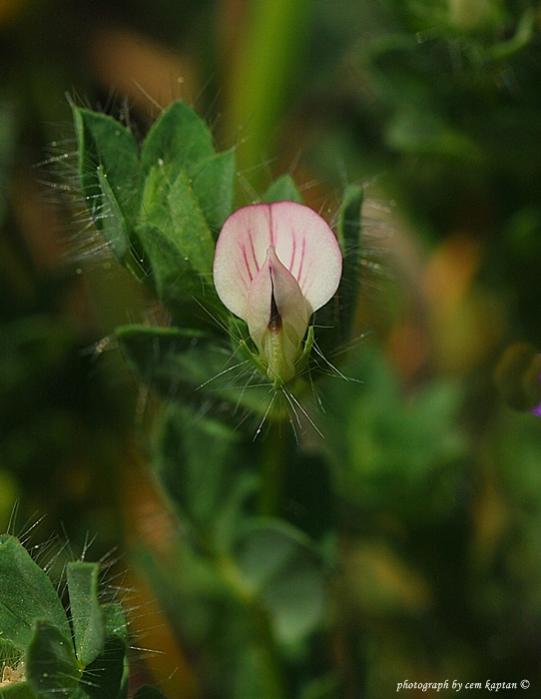 Name:  Lotus_Conimbricensis.jpg
Views: 3992
Size:  34.0 KB