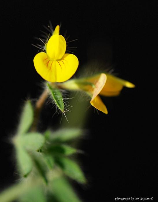 Name:  Lotus_Palustris.jpg
Views: 3594
Size:  23.5 KB